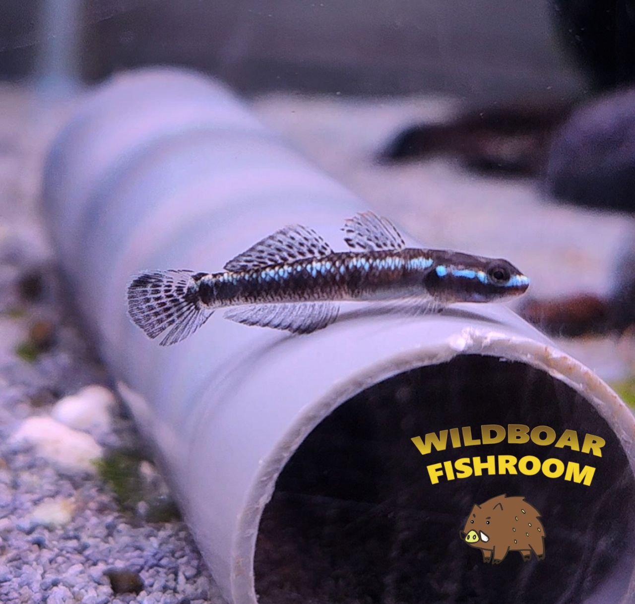 Blue neon goby (Stiphodon atropurpureus)