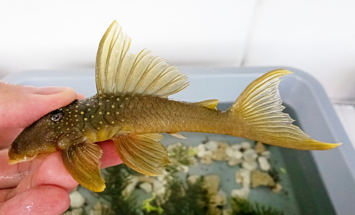 L200 Pleco x 1