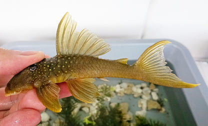 L200 Pleco x 1