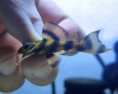 L397 Alenquer Tiger Pleco x 1