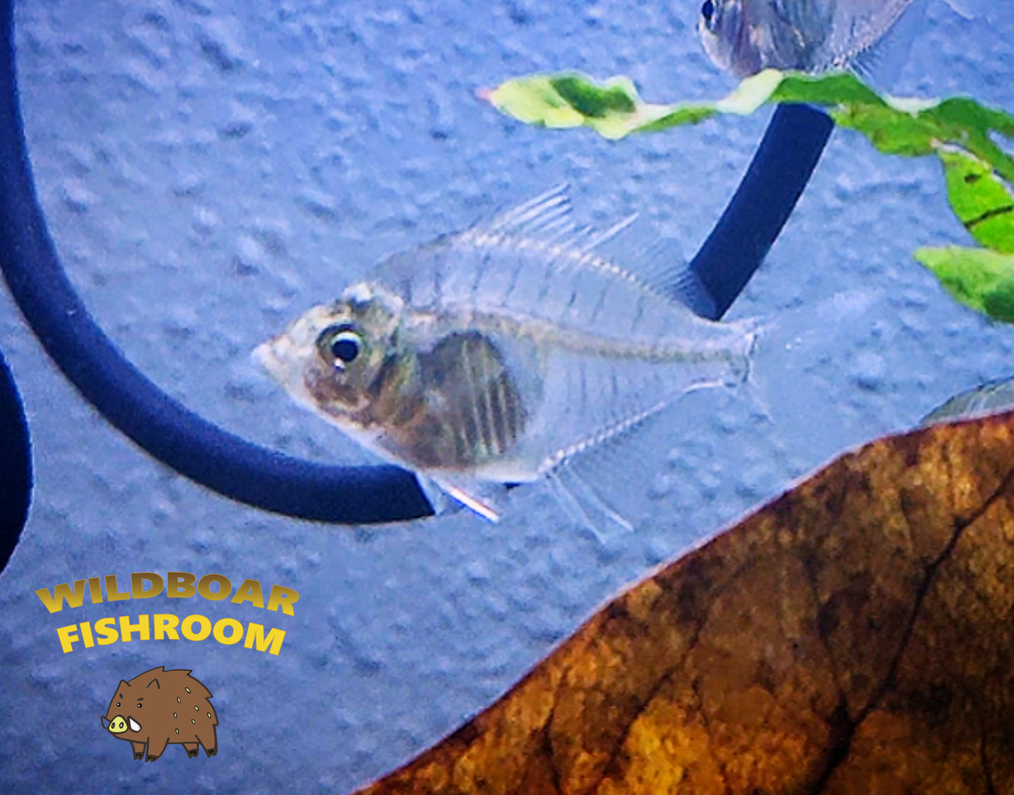 Siamese Glassfish (Parambassis siamensis)