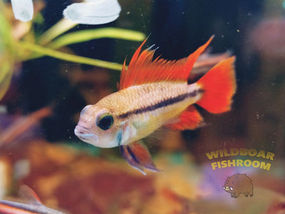 Apistogramma Orange Flash Cockatoo