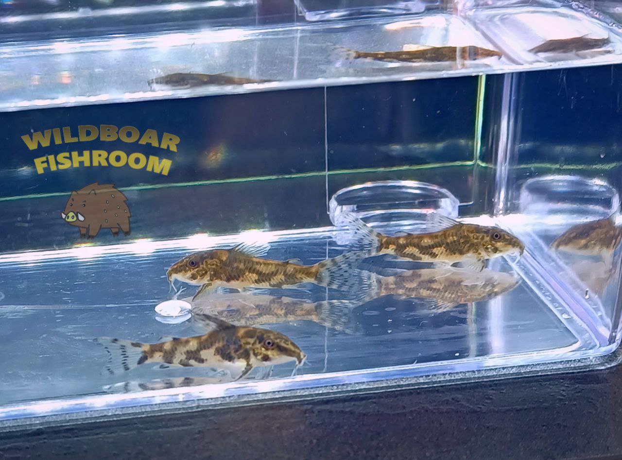 Banded Corydoras (Scleromystax barbatus)