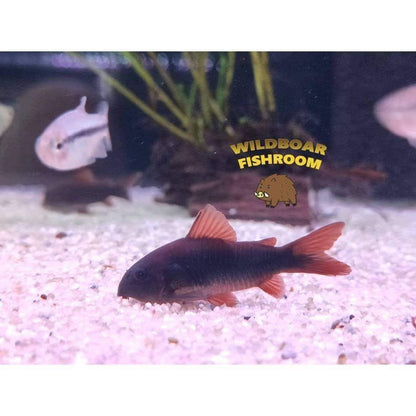 Corydoras Goldline x 2 and Corydoras schultzei black x 2