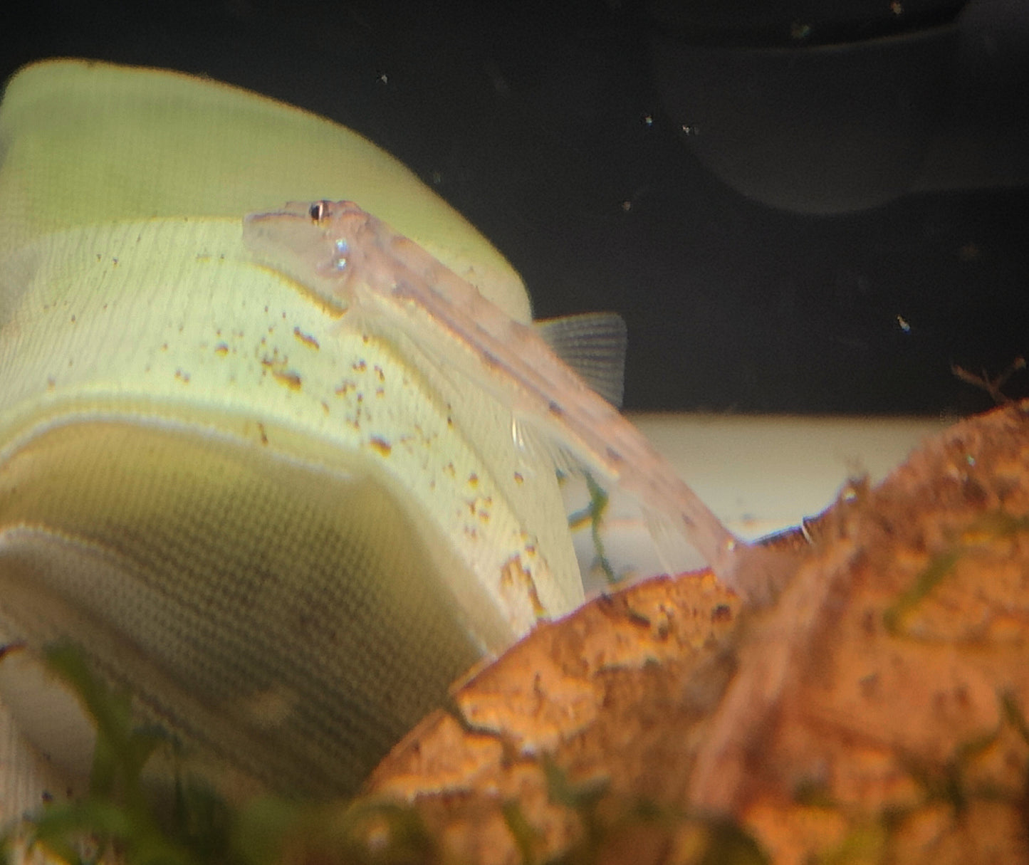 Horseface Loach (Acantopsis dialuzona)