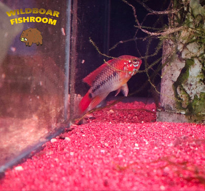 Apistogramma macmasteri (red shoulder macmasteri)