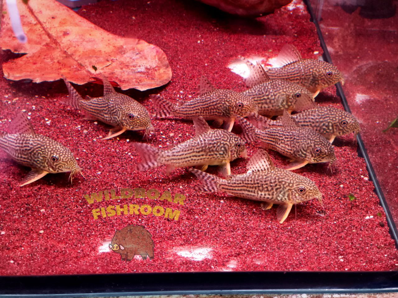 Corydoras sterbai