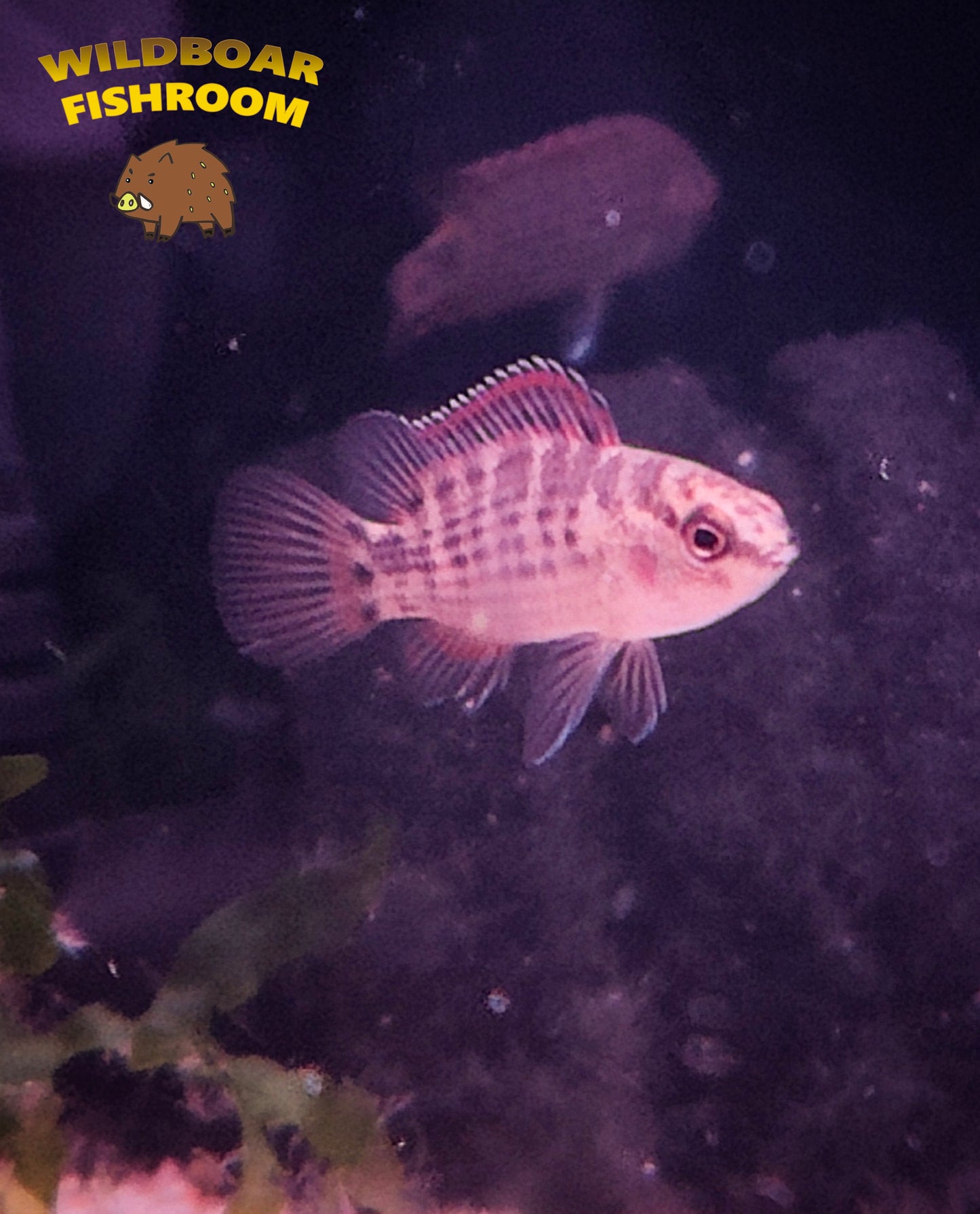 Badis assamensis