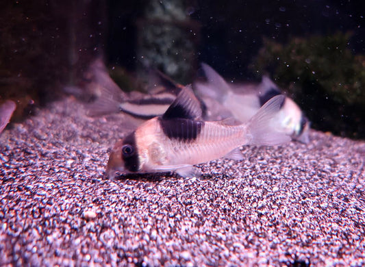 Corydoras CW51