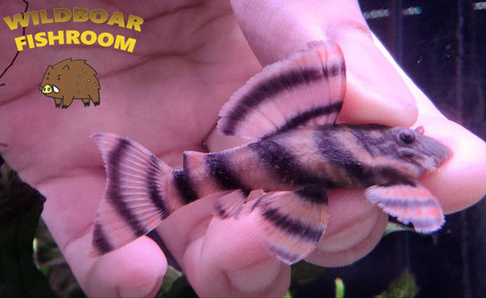 L397 pleco