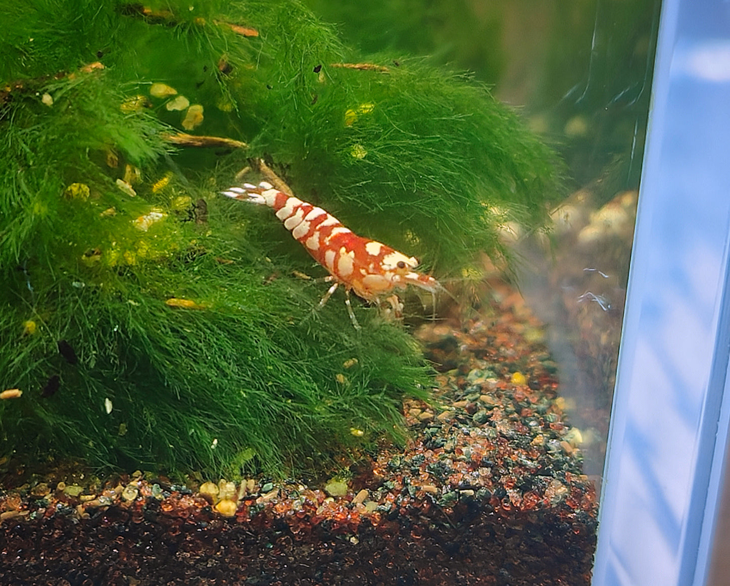 Red Fancy tiger shrimp