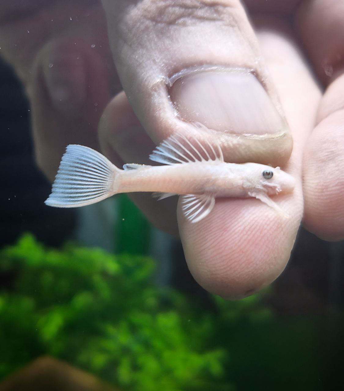 L144 snow white Pleco