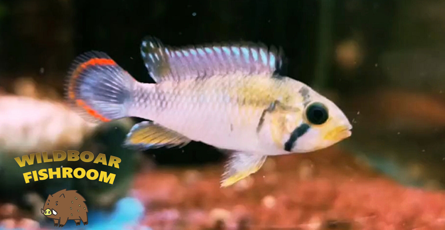Apistogramma Panduro Pair