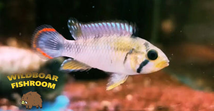 Apistogramma Panduro Pair