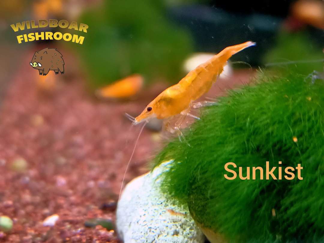Sunkist Shrimp
