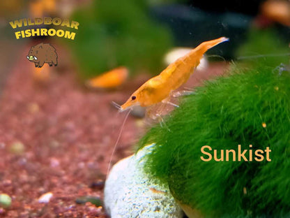 Sunkist Shrimp