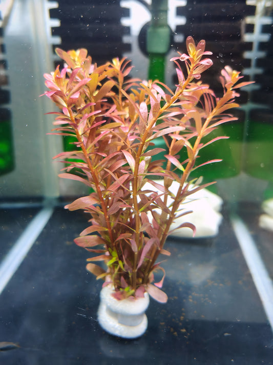 Rotala Blood Red (bush)