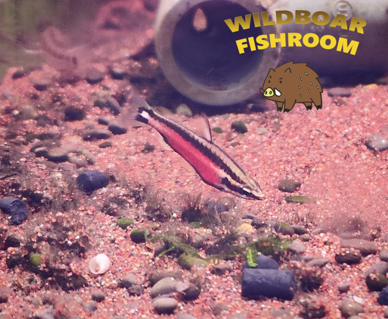 Cenepa Red Pencilfish