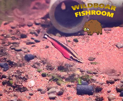Cenepa Red Pencilfish