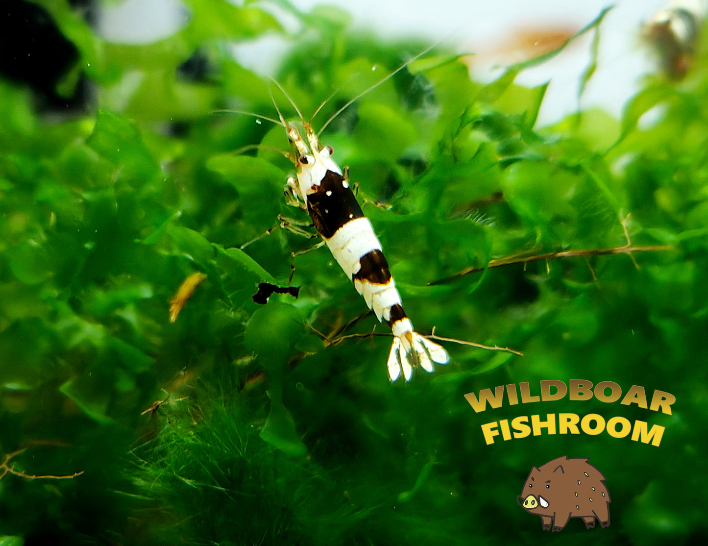 Crystal Black Shrimps (CBS)