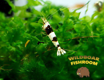 Crystal Black Shrimps (CBS)