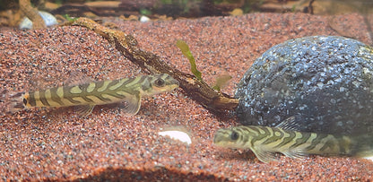 Zodiac AKA Batik Loach (Mesonoemacheilus triangularis)