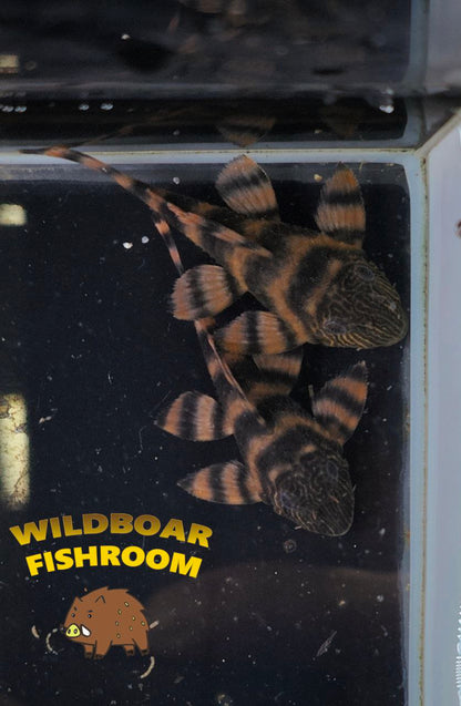L397 pleco
