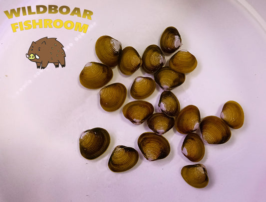 Fresh Water Yellow Clam