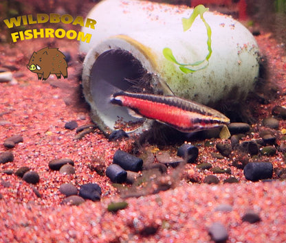 Cenepa Red Pencilfish