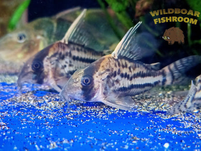 Corydoras super schwartzi (CW28)