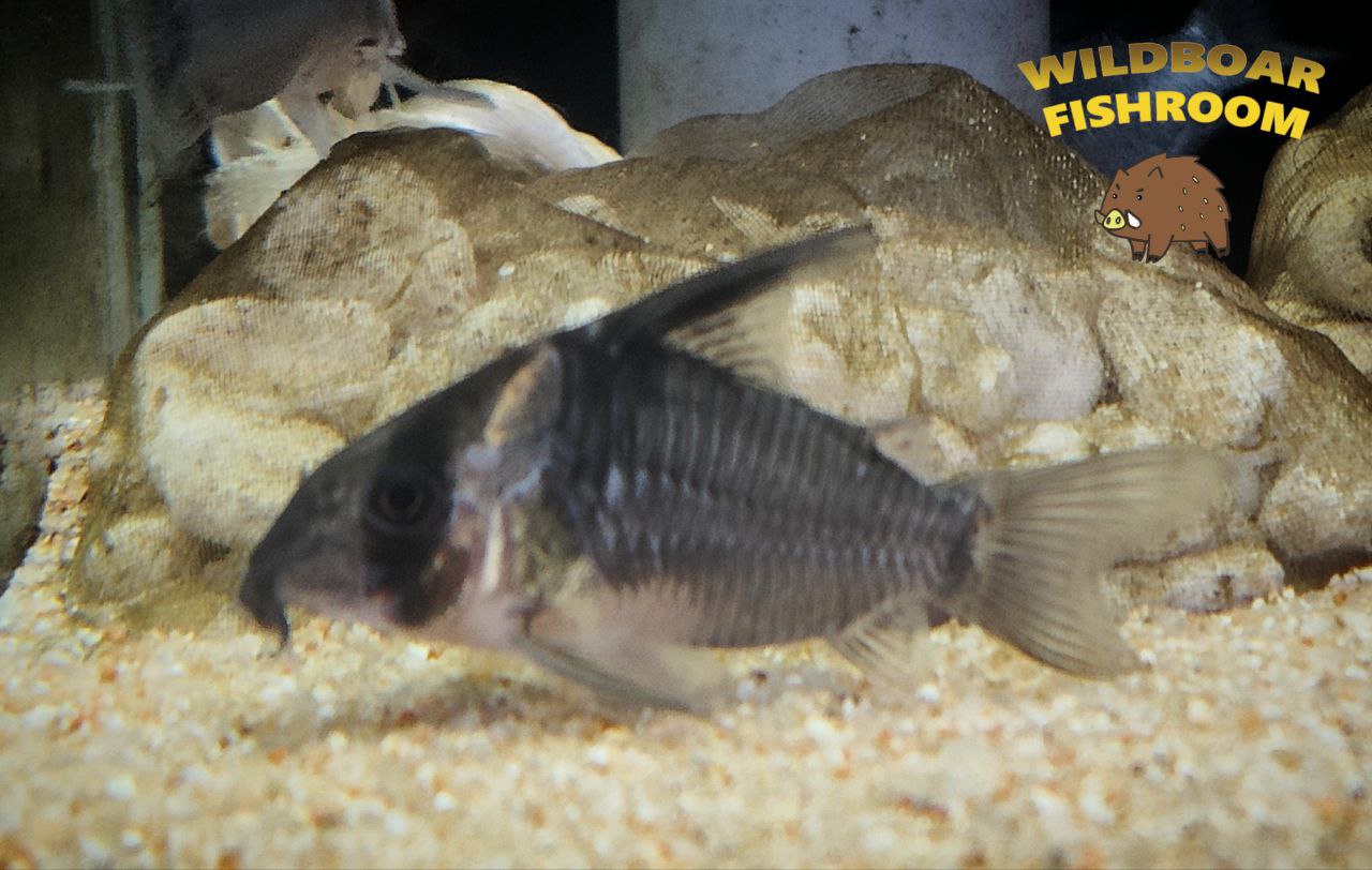Corydoras colossus