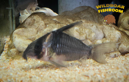 Corydoras colossus