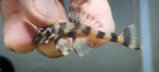 L168 pleco (butterfly)