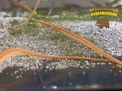 Martens’ Pipefish (Doryichthys martensii)