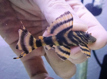 L397 pleco x 1