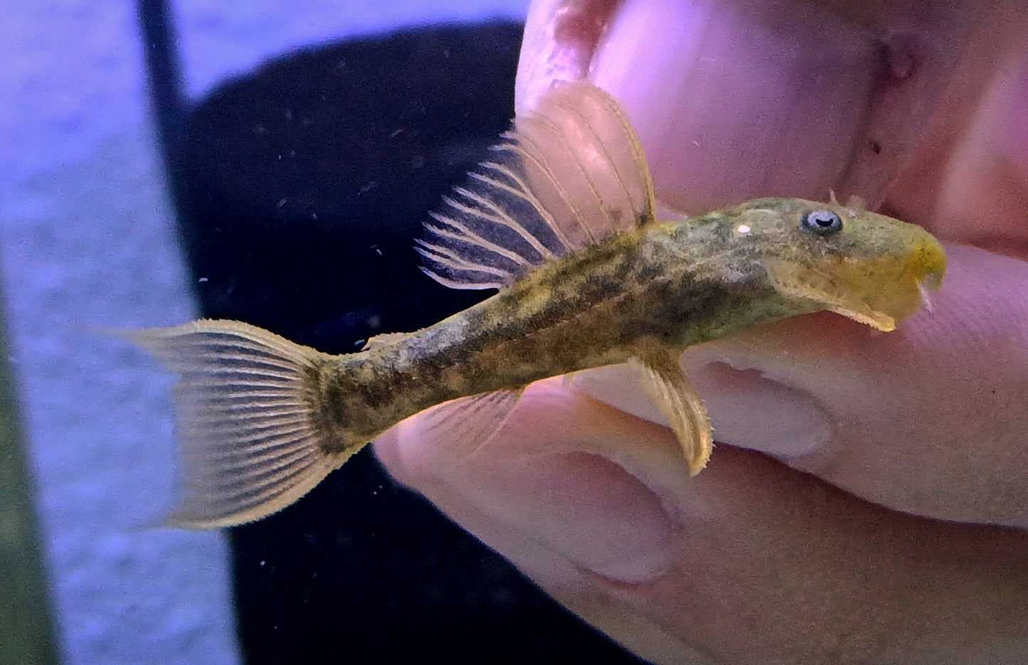 L024 Redfin Cactus Pleco