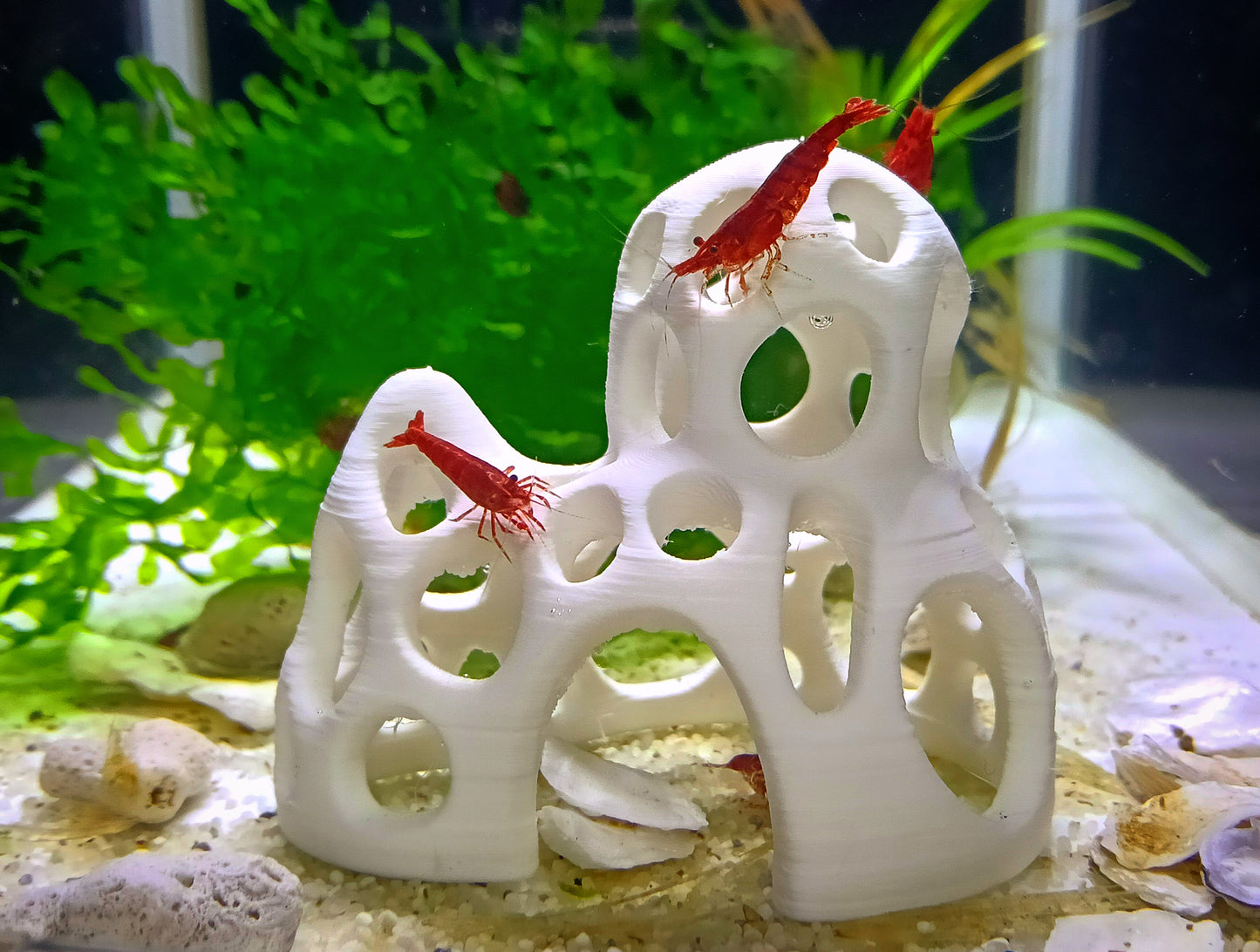 Shrimps cave / shelter