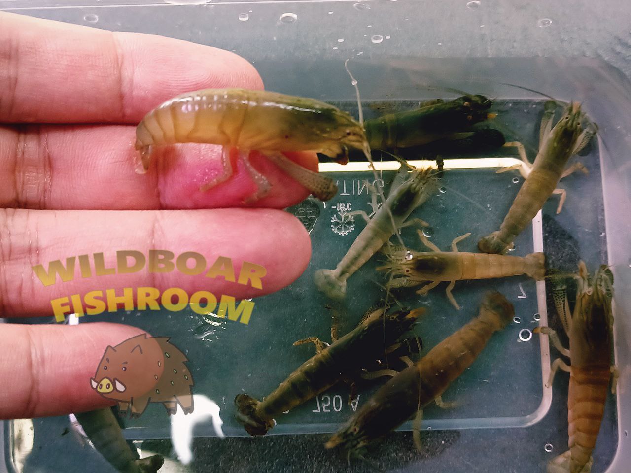 Vampire shrimp (Atya gabonensis)