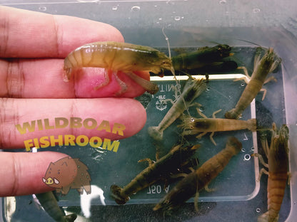 Vampire shrimp (Atya gabonensis)