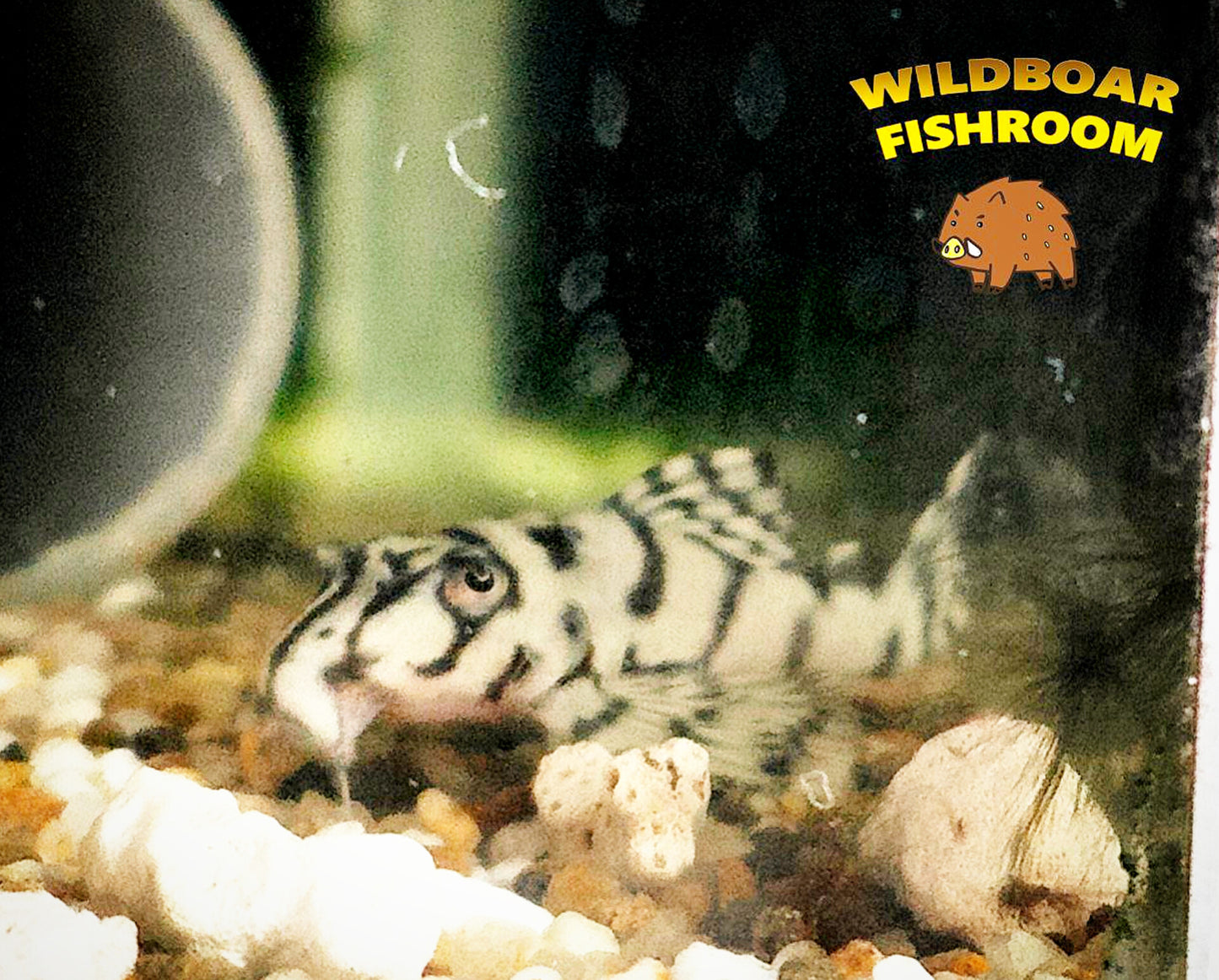 L236sw Pleco