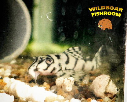 L236sw Pleco