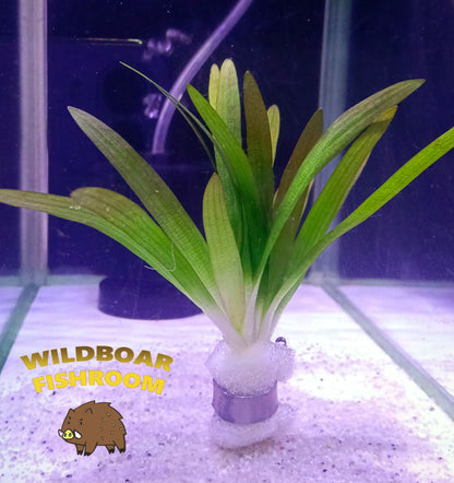 Sagittaria subulata