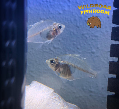 Siamese Glassfish (Parambassis siamensis)