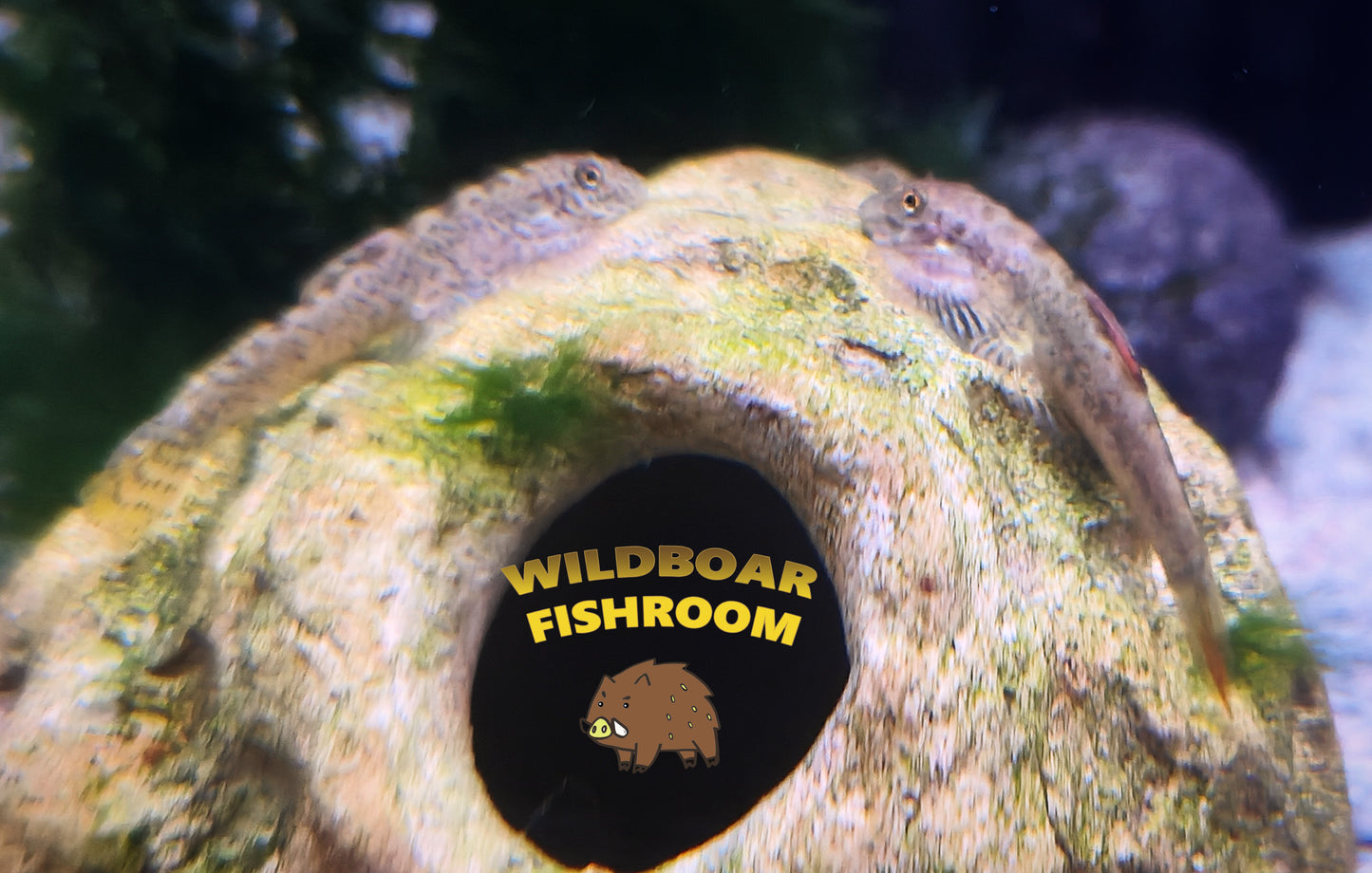 Purple Fin sucker loach (Pseudogastromyzon laticeps)