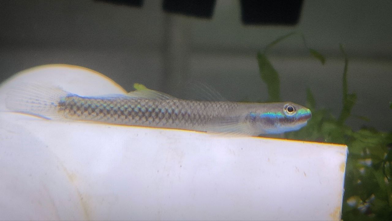 Blue neon goby (Stiphodon atropurpureus)