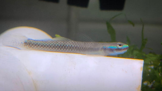 Blue neon goby (Stiphodon atropurpureus)