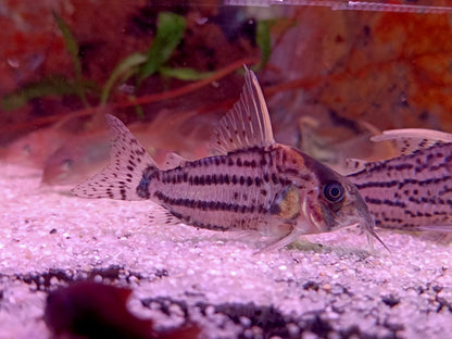 Corydoras super schwartzi (CW28)