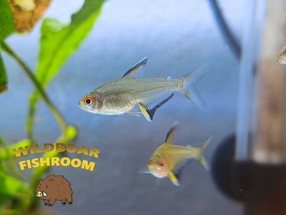 Lemon tetra (Hyphessobrycon pulchripinnis)
