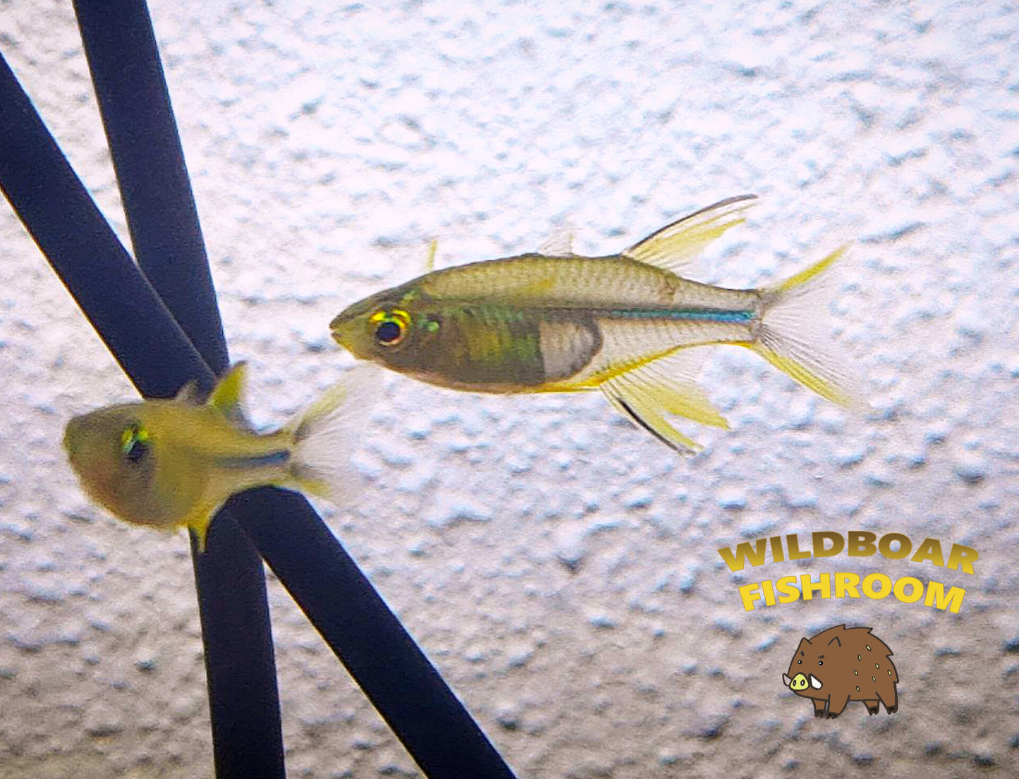 Celebes rainbowfish (Marosatherina ladigesi)