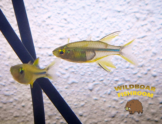 Celebes rainbowfish (Marosatherina ladigesi)